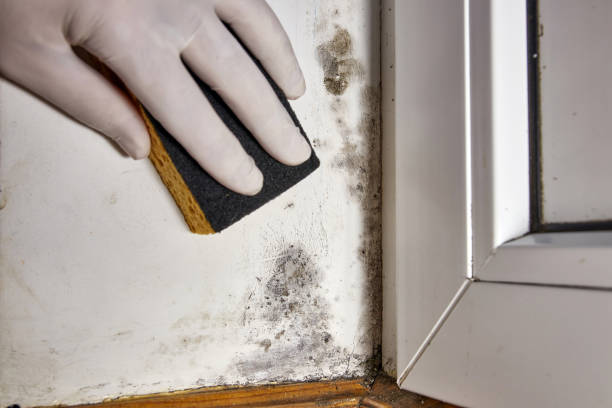 Asbestos and Lead Testing During Mold Inspection in Eagle, ID